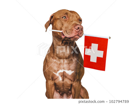 Charming puppy with the national flag of Switzerland Charming puppy with the national flag of Switzerland 102794789