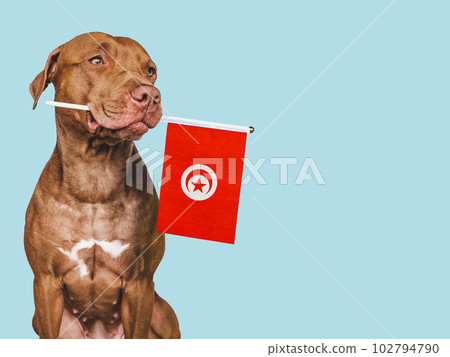 Charming, adorable puppy with the Turkish Flag Charming, adorable puppy with the Turkish Flag 102794790