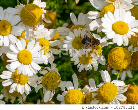 A syrphid fly perched on white chamomile flowers on a summer day. White wildflowers. Pollination of plants by insects. bee-like flie perched on white daisy in close up photography A syrphid fly perched on white chamomile flowers on a summer day. White wildflowers. Pollination of plants by insects. bee-like flie perched on white daisy in close up photography 102795121