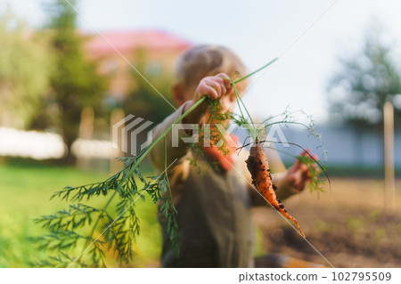 LIttle boy harvesting carrot in their garden. LIttle boy harvesting carrot in their garden. 102795509