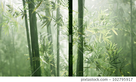 Green bamboo in the fog with stems and leaves 102795917