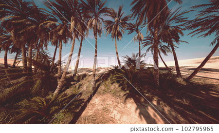 Date palm plantation at sunset Date palm plantation at sunset 102795965