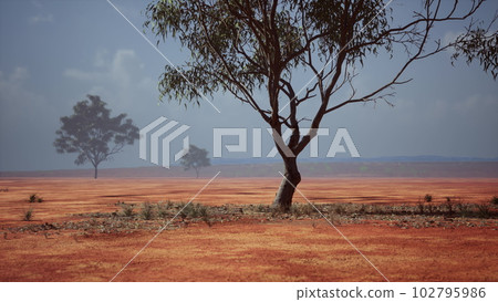 acacia triis in african landscape 102795986