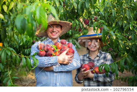 Couple of gardeners holding harvest stack of fresh peaches Couple of gardeners holding harvest stack of fresh peaches 102796554