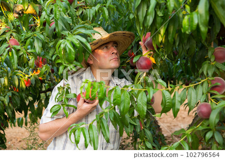 Man farmer in hat picking peaches from tree in garden Man farmer in hat picking peaches from tree in garden 102796564