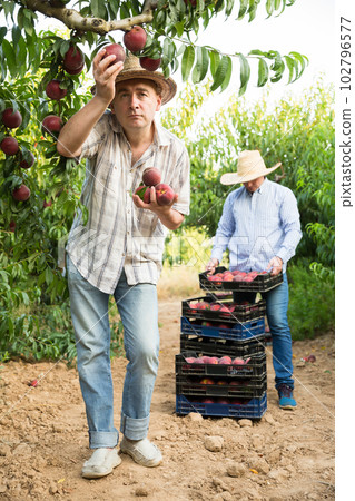 Gardener picking peaches harvest 102796577