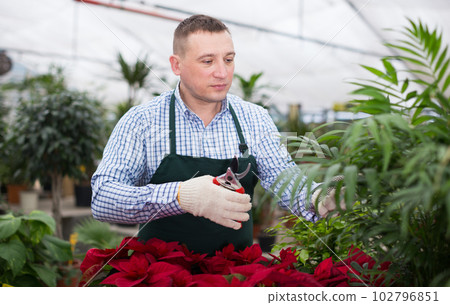 Man gardener is taking care of flowers with secateur 102796851