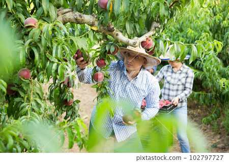 Farmer picking peaches in garden 102797727