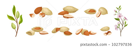Almond Nut Kernel or Seed in Shell as Dried Snack Vector Set 102797836