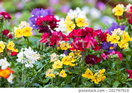 Colorful flowers in a garden. Nemesia is a genus of annuals 102797928