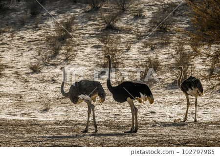 African Ostrich in Kgalagadi transfrontier park, South Africa 102797985