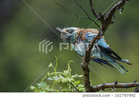 European Roller in Kruger National park, South Africa 102797992