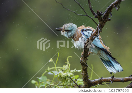 European Roller in Kruger National park, South Africa 102797993