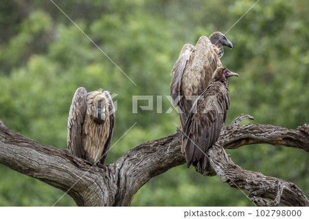 Hooded vulture and White backed Vulture in Kruger National park, South Africa 102798000