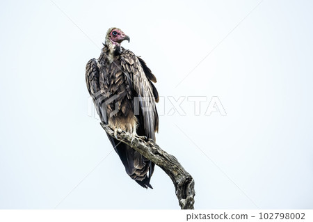 Hooded vulture in Kruger National park, South Africa Hooded vulture in Kruger National park, South Africa 102798002