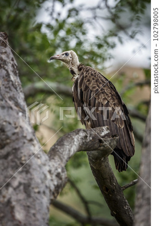 Hooded vulture in Kruger National park, South Africa 102798005