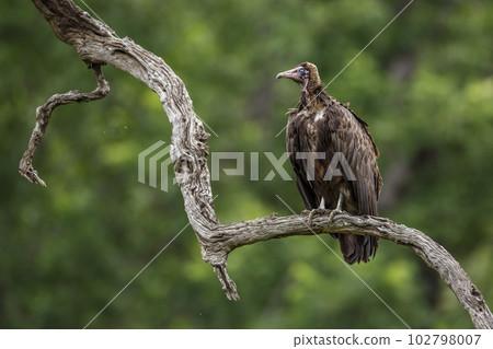 Hooded vulture in Kruger National park, South Africa 102798007