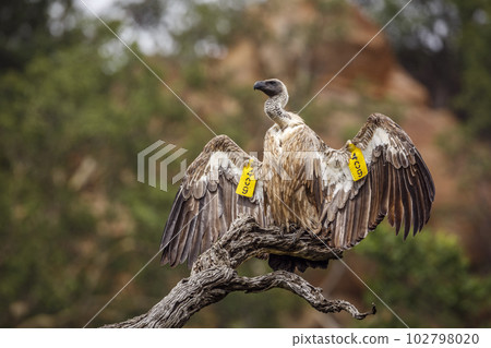 White backed Vulture in Kruger National park, South Africa White backed Vulture in Kruger National park, South Africa 102798020