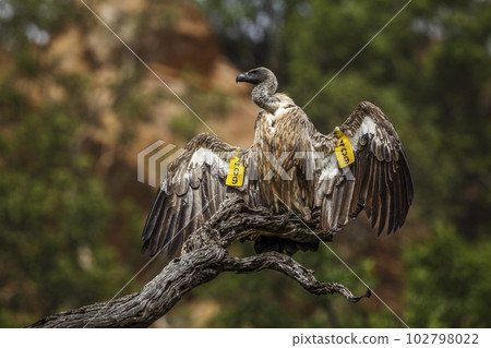 White backed Vulture in Kruger National park, South Africa White backed Vulture in Kruger National park, South Africa 102798022