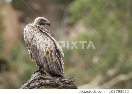 White backed Vulture in Kruger National park, South Africa 102798023