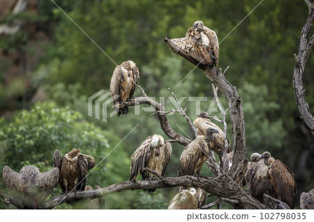White backed Vulture in Kruger National park, South Africa 102798035