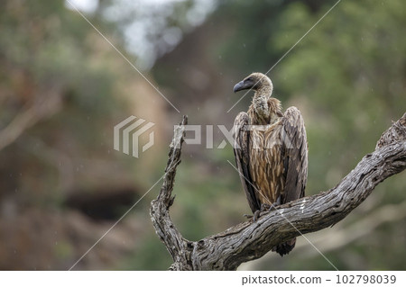 White backed Vulture in Kruger National park, South Africa 102798039