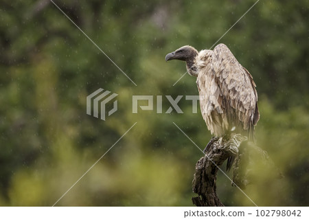 White backed Vulture in Kruger National park, South Africa 102798042