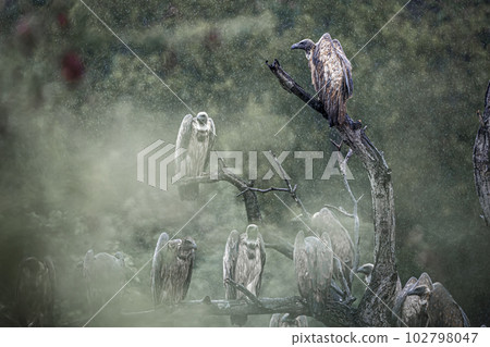 White backed Vulture in Kruger National park, South Africa 102798047