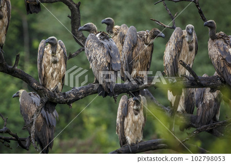 White backed Vulture in Kruger National park, South Africa 102798053