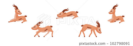 African Wild Gazelle with Long Horns and Hoofs Vector Set 102798091