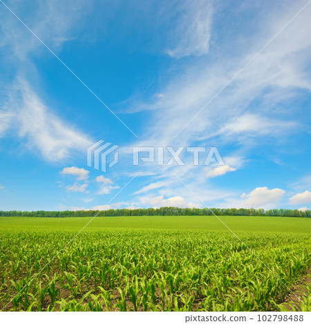 Corn field and blue sky. Corn field and blue sky. 102798488