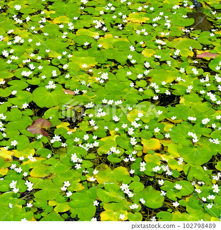 Water lily in lake. 102798489