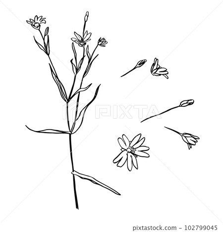 A picture showing different parts of Greater Stitchwort or Stellaria holostea or Addersmeat . vintage line drawing illustration. Sketch. Hand drawn vector illustration. A picture showing different parts of Greater Stitchwort or Stellaria holostea or Addersmeat . vintage line drawing illustration. Sketch. Hand drawn vector illustration. 102799045