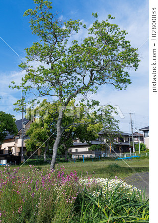 Children's park in the season of fresh green Colorful flower beds and fresh green trees 102800033