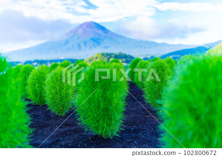 [Mt. Fuji material] Mt. Fuji seen from Lake Kawaguchi in summer [Yamanashi Prefecture] 102800672