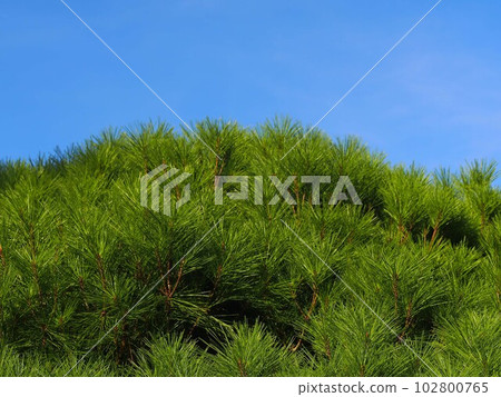 blue sky and tagyosho blue sky and tagyosho 102800765