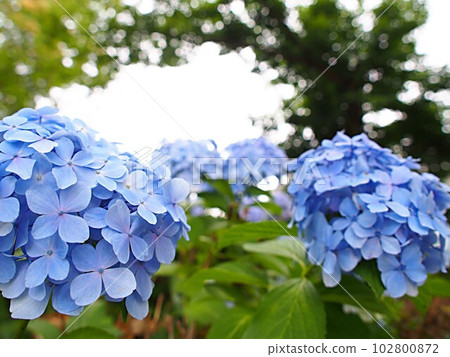 Blue hydrangea flower 102800872