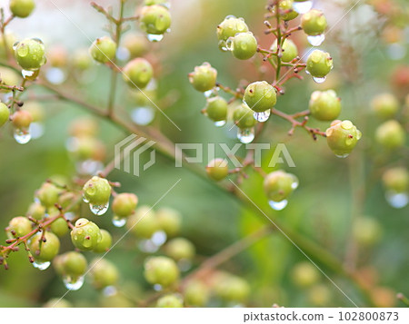 White Nanten fruit wet in the rain 102800873
