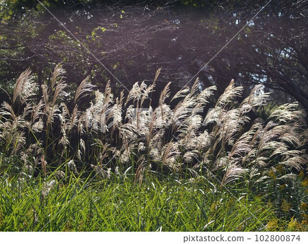 Japanese pampas grass swaying in the wind 102800874