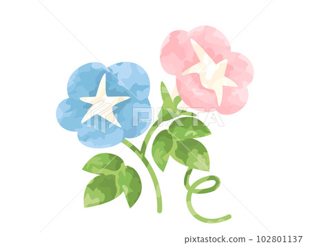 手繪牽牛花插畫 102801137