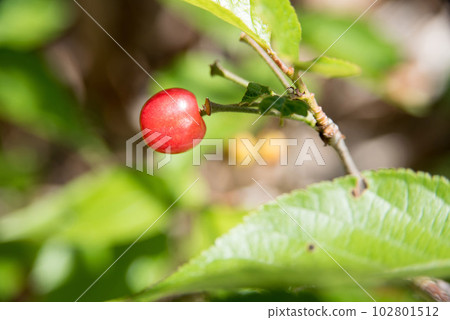 Cherry fruit in early summer Cherry fruit in early summer 102801512