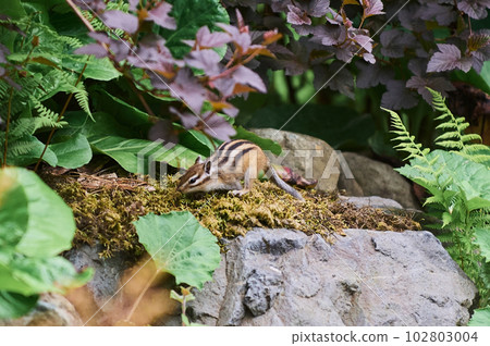 Small cute chipmunk with curious look closeup. 102803004