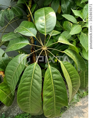 Close up of australian umbrella tree plant  102803071