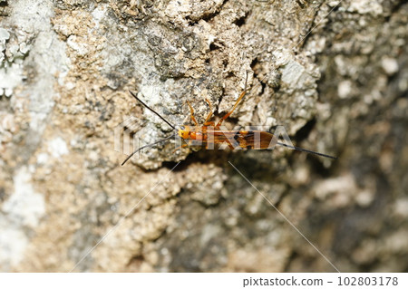 Caterpillar 102803178