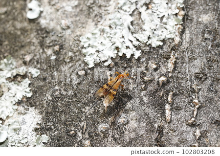 Caterpillar 102803208