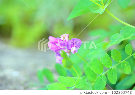 Flower of flowers 102803748