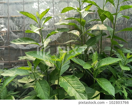Close up of frostweed plant Close up of frostweed plant 102803766
