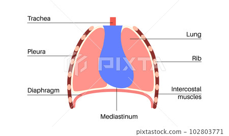 Mediastinum infographic poster 102803771