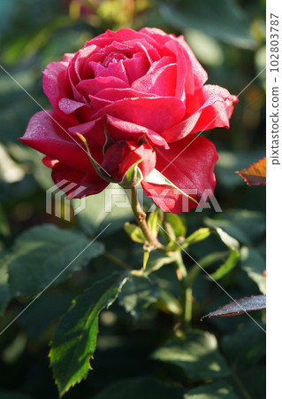 A rose wet with morning dew (Shining Love) A rose wet with morning dew (Shining Love) 102803787