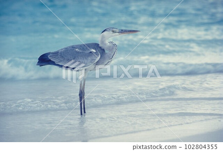 Maldivian blue heron Maldivian blue heron 102804355